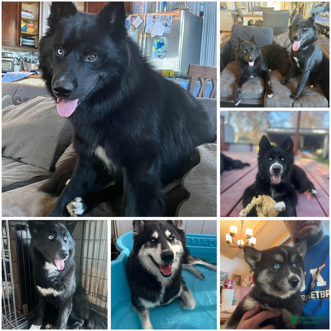 Siberian Husky dogs for sale: Pumpkin - Ad 3