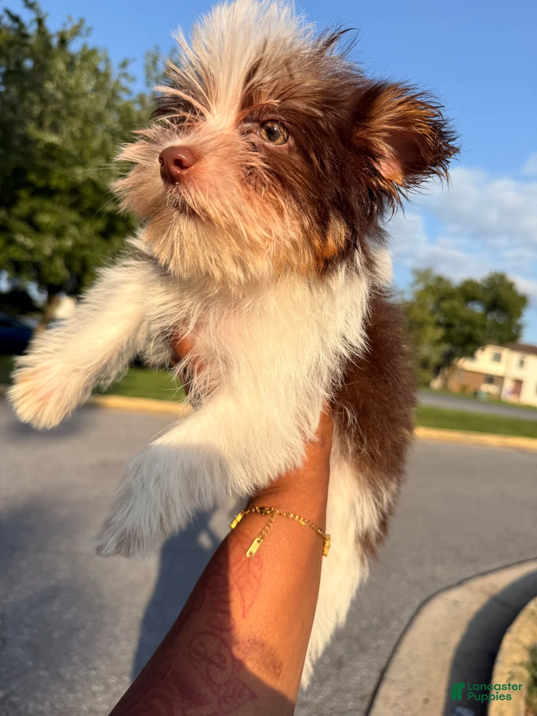 Yorkshire Terrier dogs for sale: Bobby - Ad 1