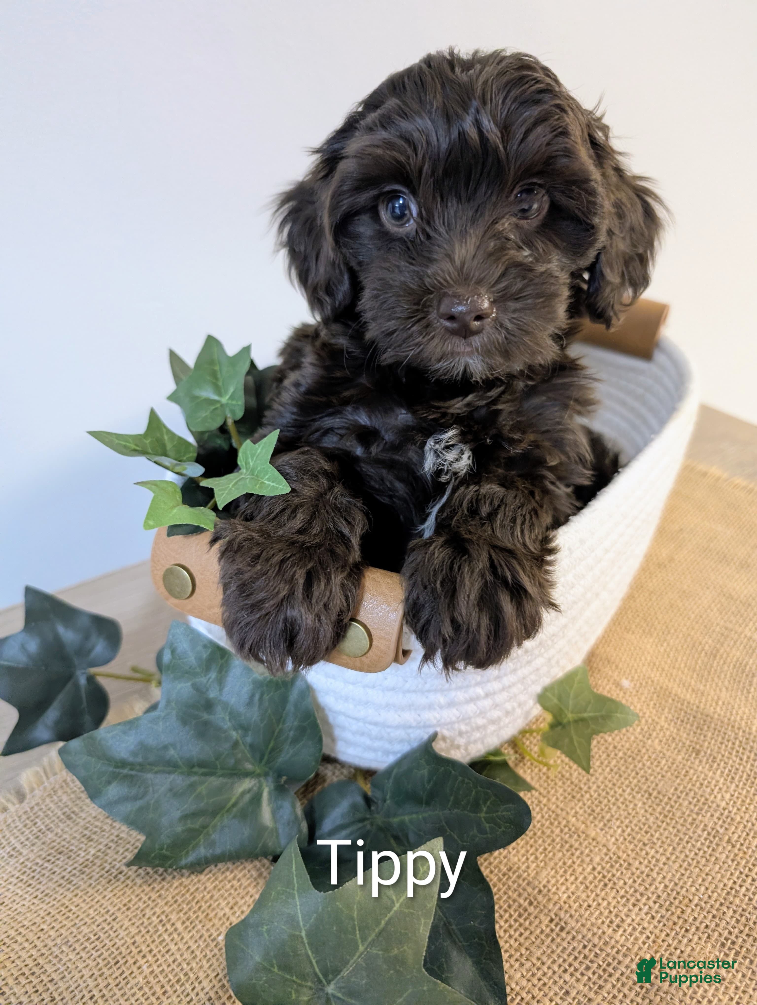 Yorkiepoo dogs Tippy - Ad 39
