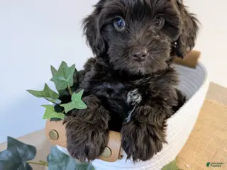 Yorkiepoo dogs Tippy - Ad 39