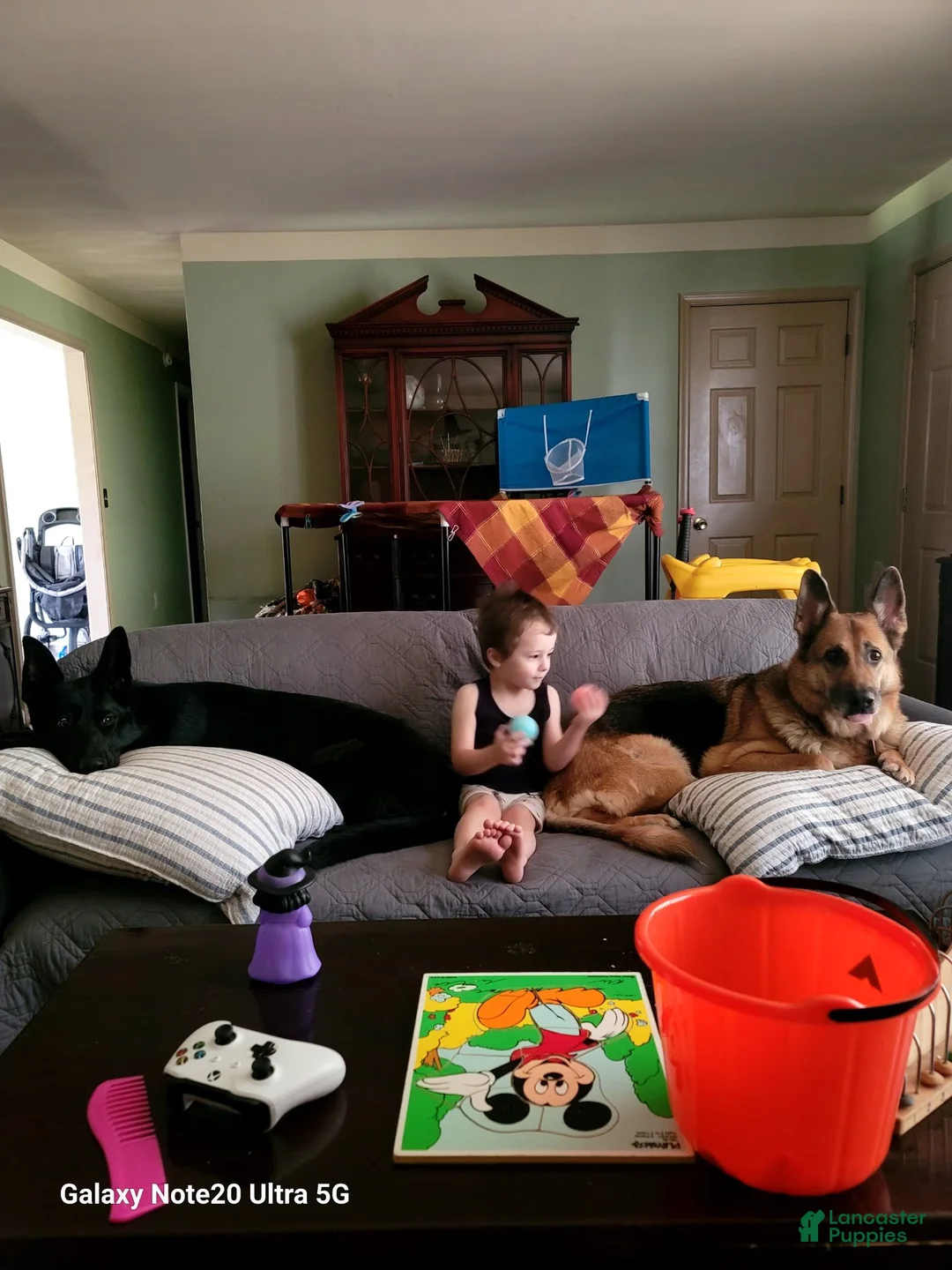 German Shepherd dogs for sale: German Shepherd 2 - Ad 26