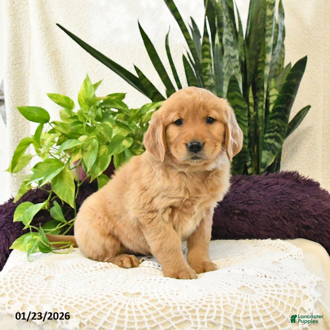 Golden Retriever dogs for sale: Ellie - Ad 3