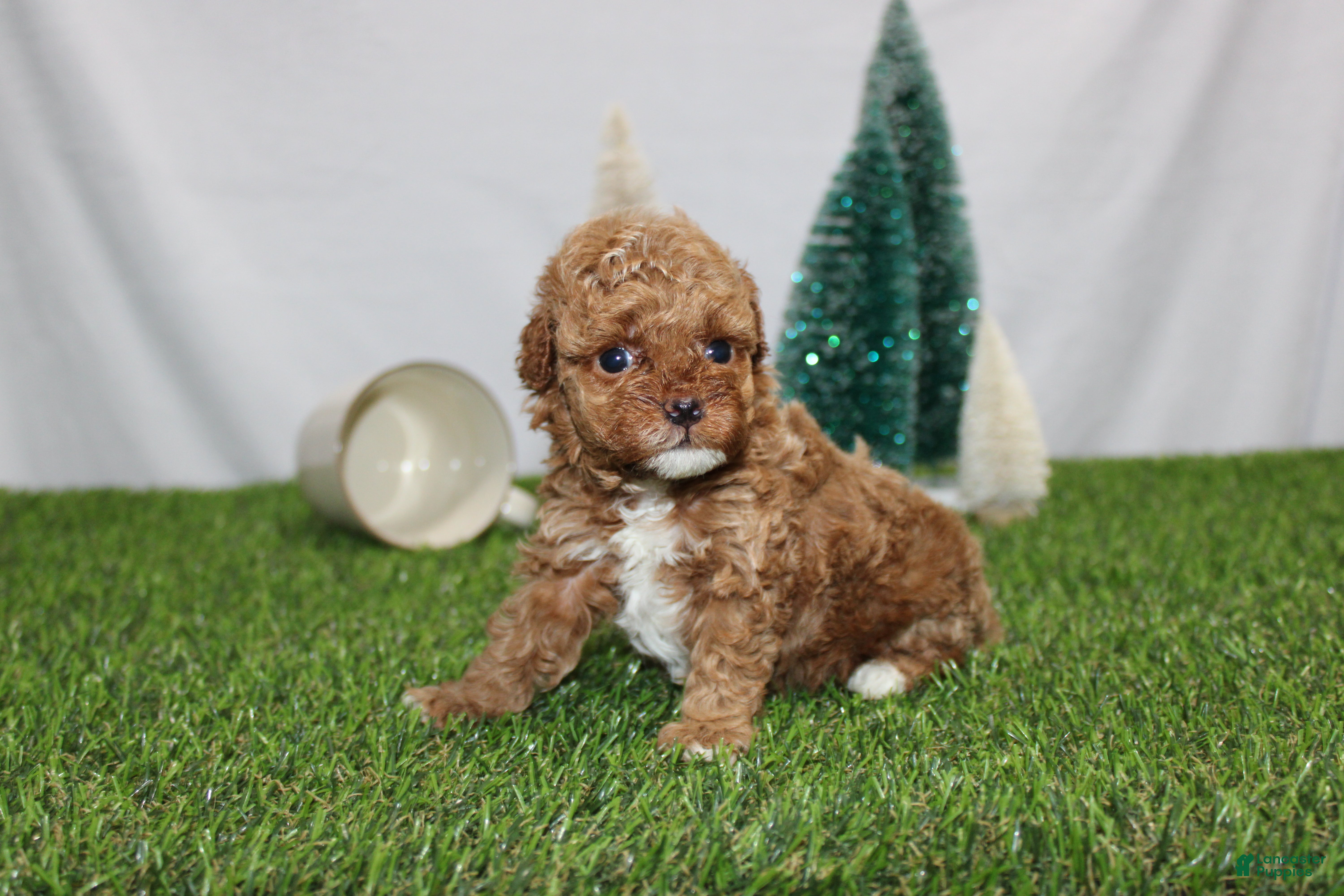 Toy Poodle dogs Asher - Ad 39