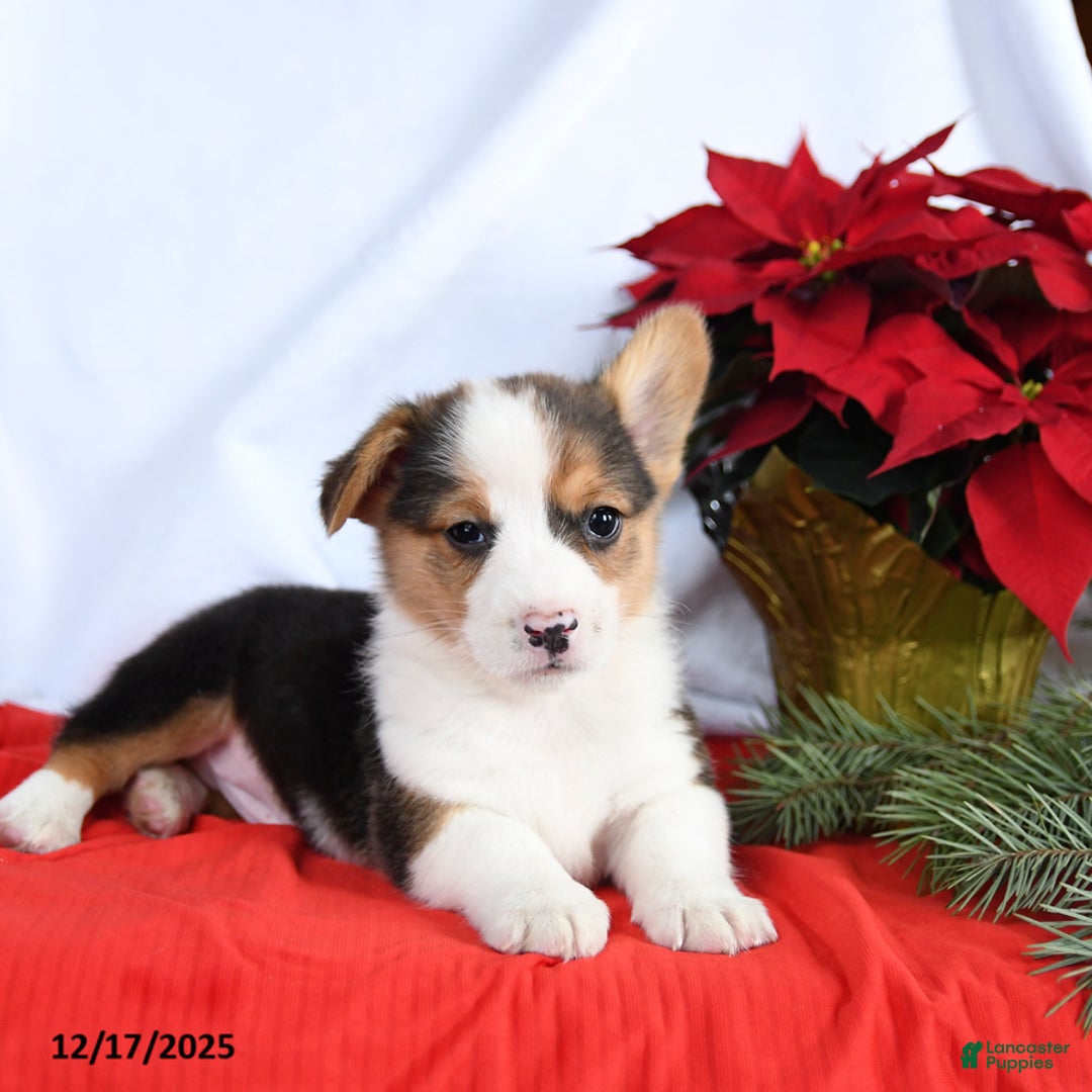 Welsh Corgi Pembroke dogs for sale: Ryan - Ad 3