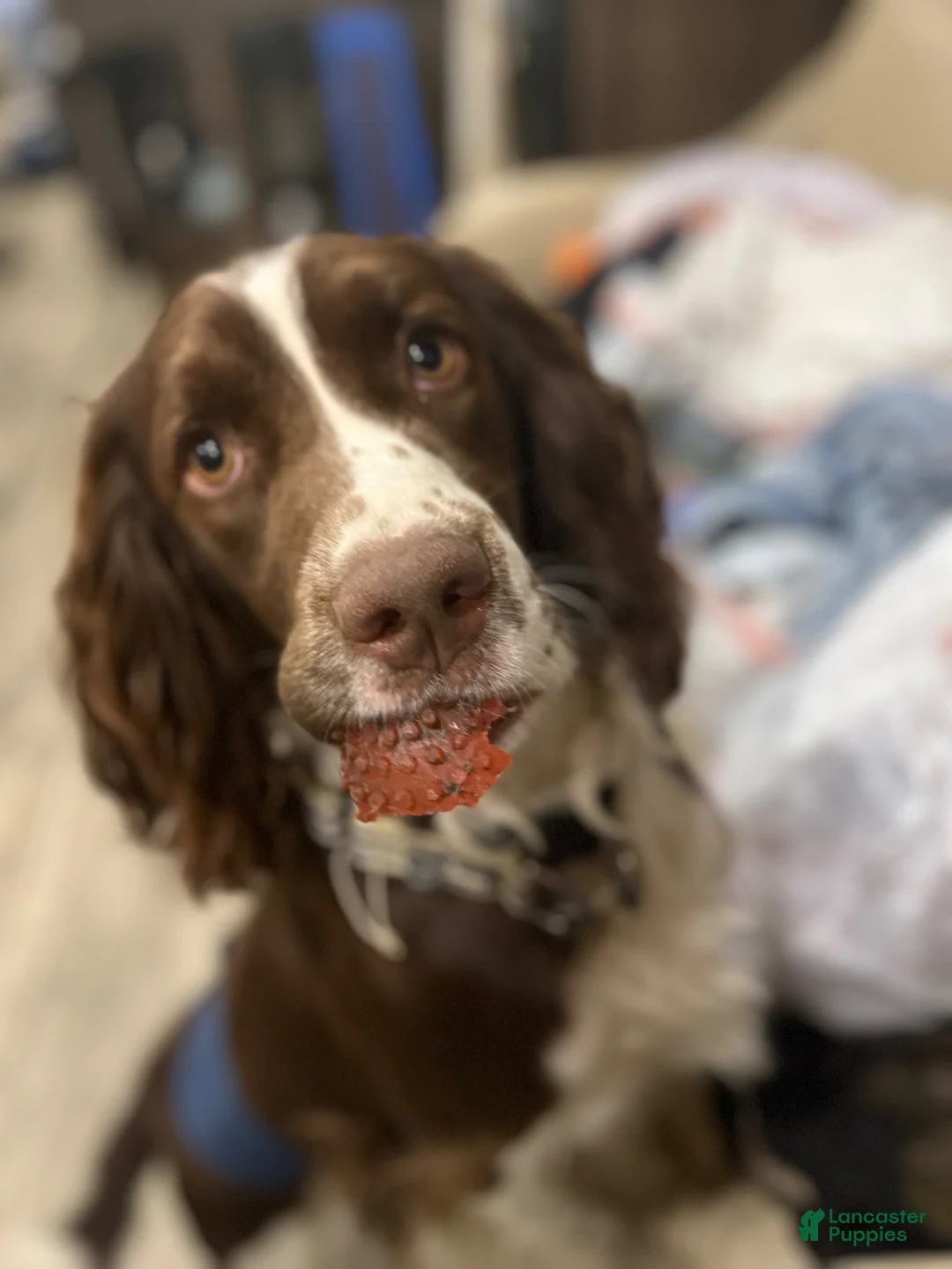English Springer Spaniel dogs for sale:  English Springer Spaniel 2 - Ad 2