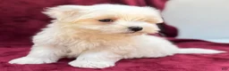 Maltese dogs for sale: Leo - Ad 4