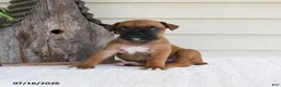 Boxer dogs for sale: Lady - Ad 4
