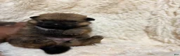 Pomeranian dogs for sale: Pomeranian 2 - Ad 3