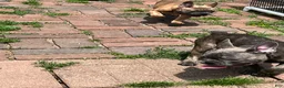 French Bulldog dogs for sale: French Bulldog Puppy 4 - Ad 3