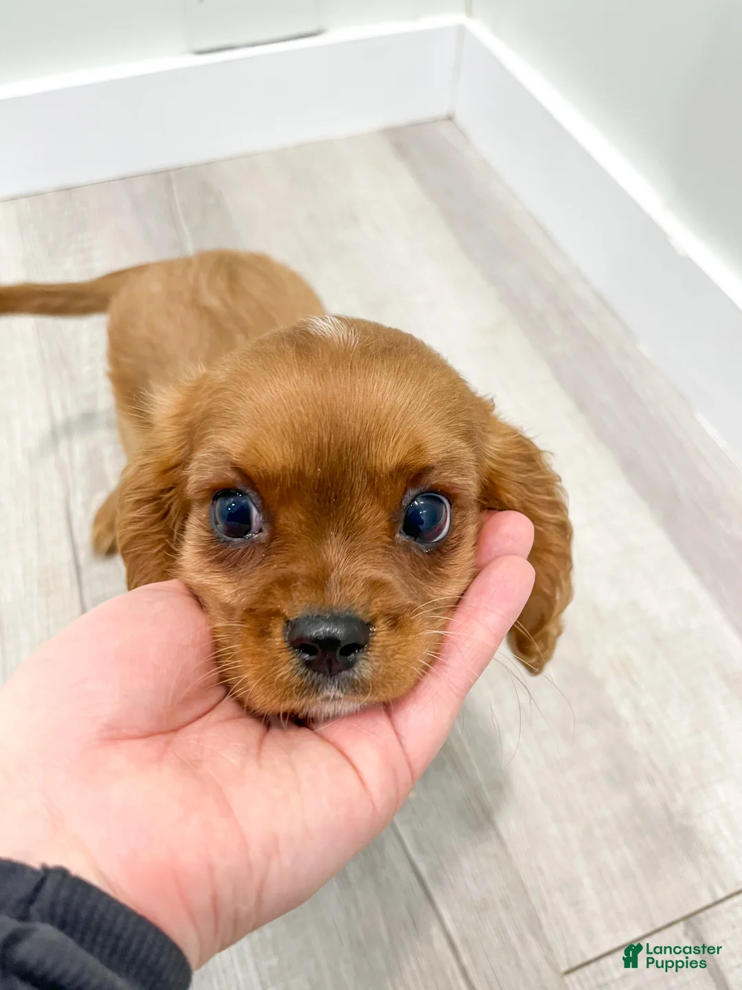 Cavalier King Charles Spaniel dogs for sale: Duke - Ad 5