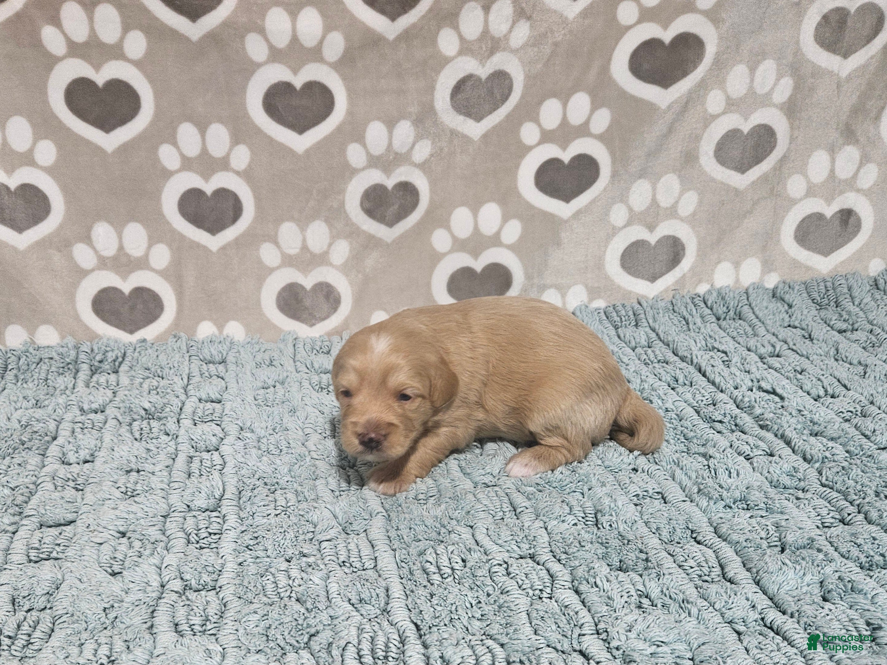 Mini Bernedoodle dogs F1b Carl - Ad 33