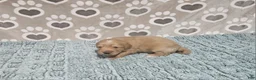 Mini Bernedoodle dogs for sale: F1b Carl - Ad 1