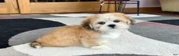 Lhasa Apso dogs for sale: Snickers - Ad 4