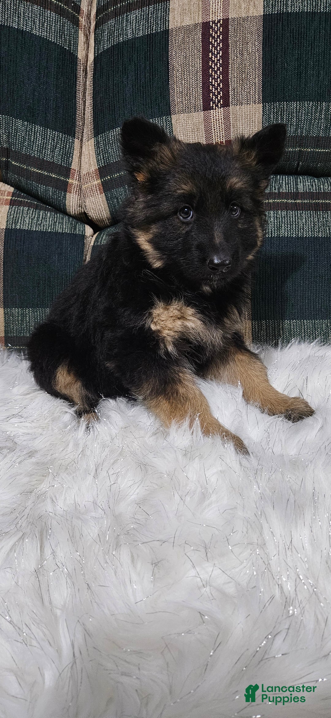 German Shepherd dogs for sale: Lainey - Ad 6