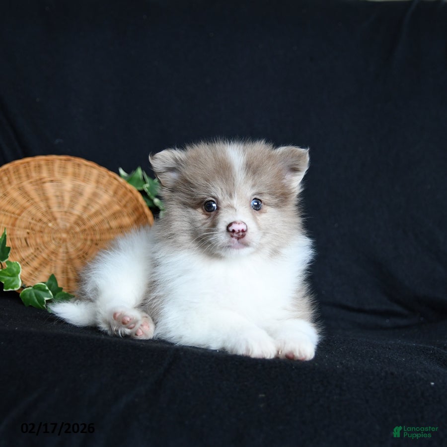 Pomeranian dogs Freddie - Ad 2