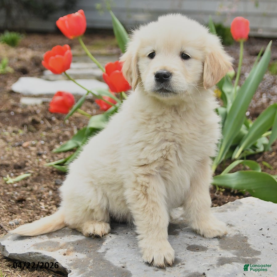 Golden Retriever dogs Sasha - Ad 1