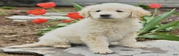 Golden Retriever dogs for sale: Sasha - Ad 1
