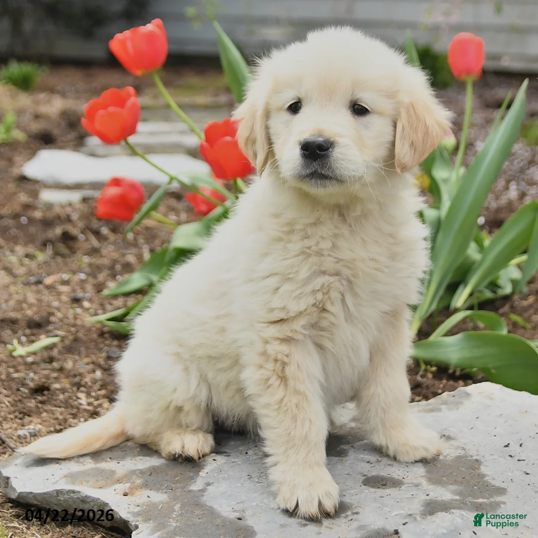 Golden Retriever dogs for sale: Sasha - Ad 1