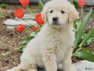Golden Retriever dogs for sale: Sasha - Ad 4