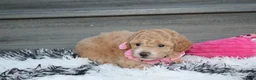 Bichpoo dogs for sale: Kallista  - Ad 19