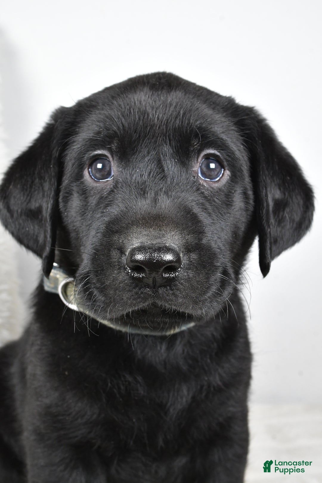 Labrador Retriever dogs for sale: Cooper - Ad 3