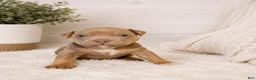 American Bully dogs for sale: American Bully Puppy 5 - Ad 3
