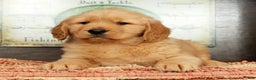 Golden Retriever dogs for sale: Flint - Ad 3