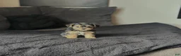 Yorkiepoo dogs for sale: Yorkiepoo Puppy 3 - Ad 11