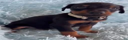 Doberman Pinscher dogs for sale: Doberman Pinscher 2 - Ad 2