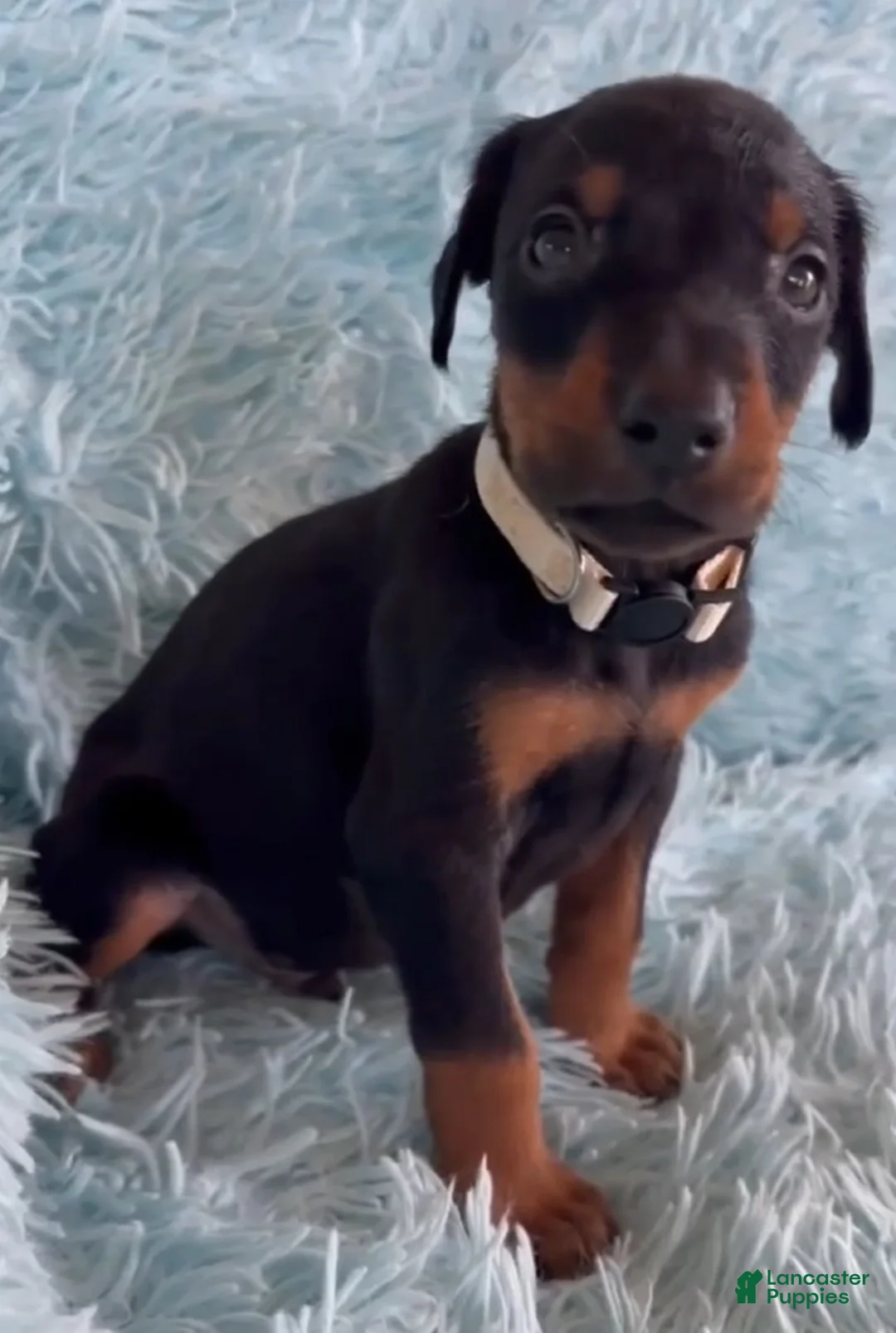 Doberman Pinscher dogs for sale: Doberman Pinscher 2 - Ad 2