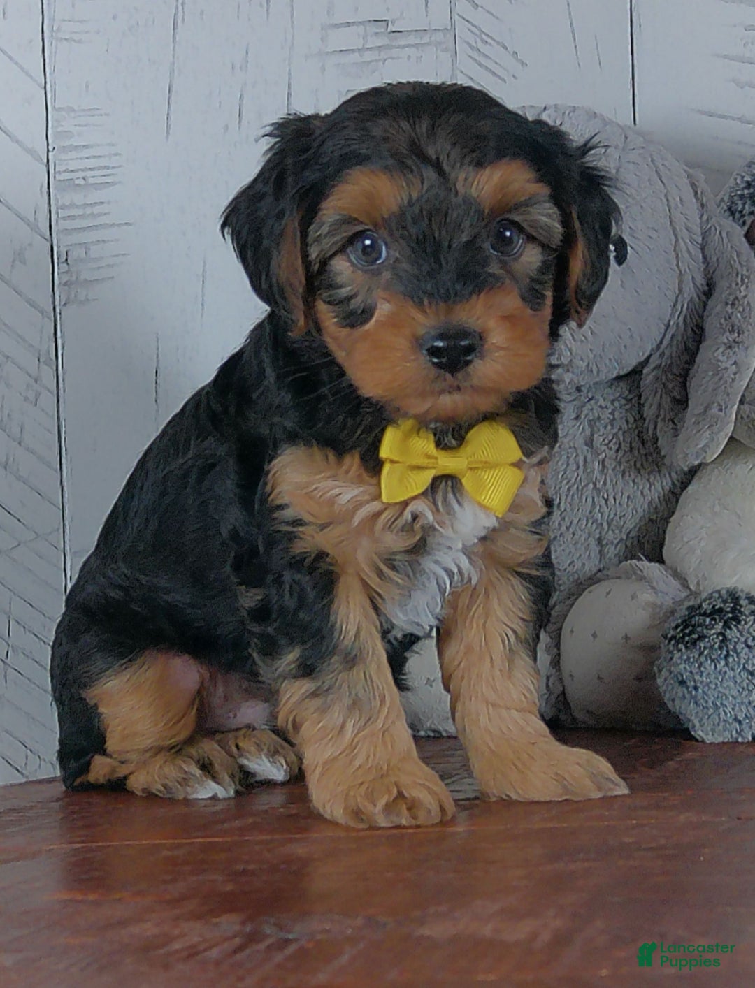 Yorkiepoo dogs for sale: Jase - Ad 4