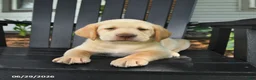 Labrador Retriever dogs for sale: Stormy - Ad 3