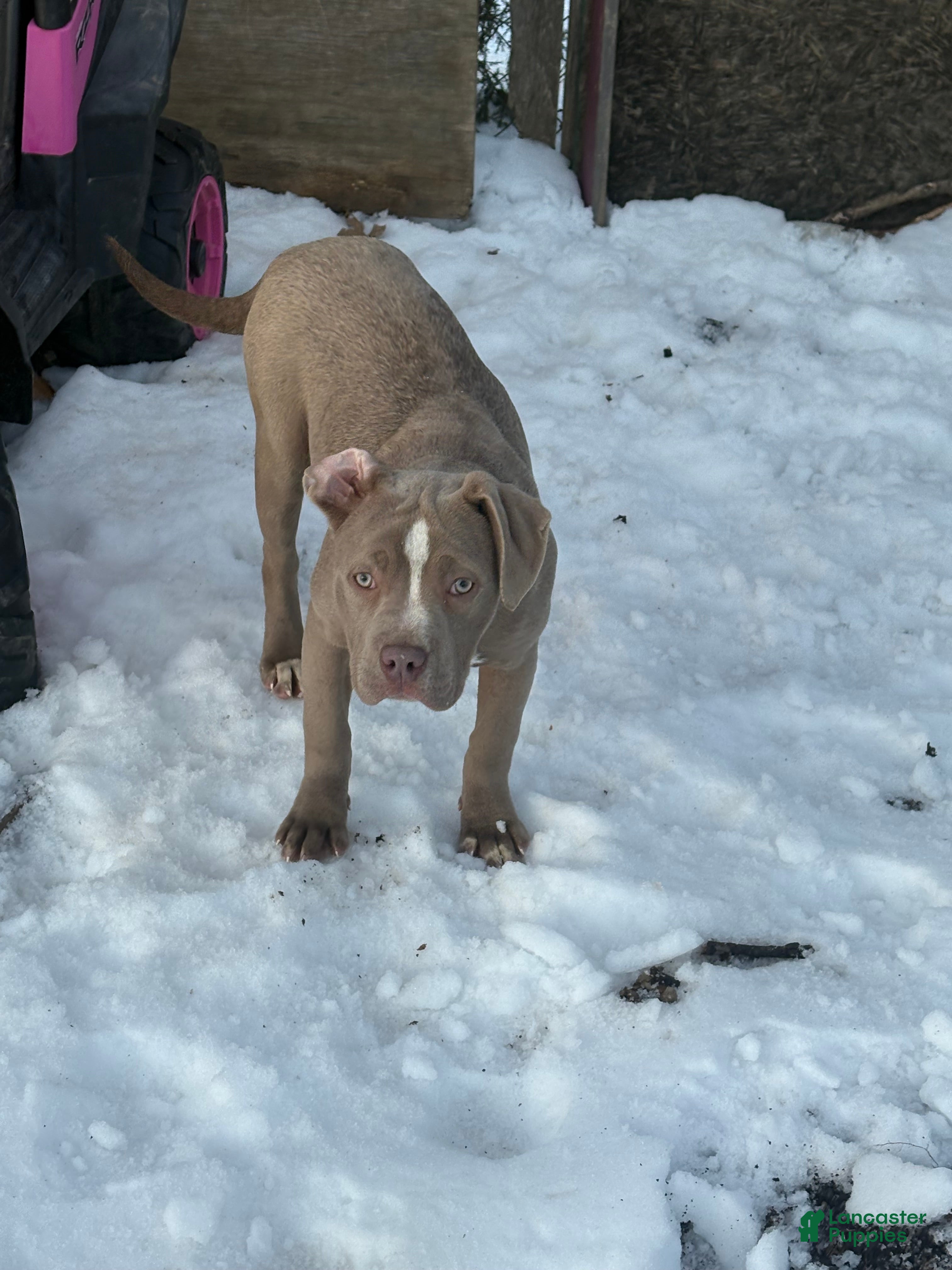 American Bully dogs Brown Sugar - Ad 16