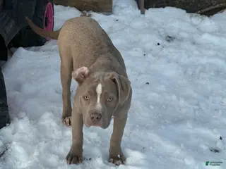 American Bully dogs Brown Sugar - Ad 16