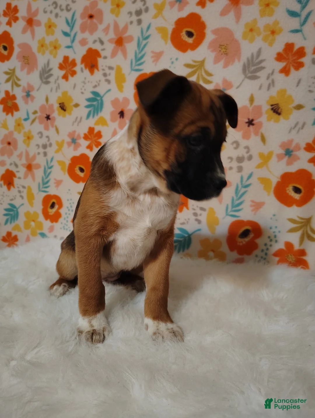 Mixed Breed dogs for sale: Belle - Ad 8