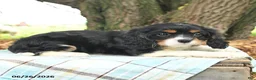 Cavalier King Charles Spaniel dogs for sale: Kira - Ad 3