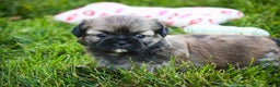 Shih Tzu dogs for sale: Shandy - Ad 7