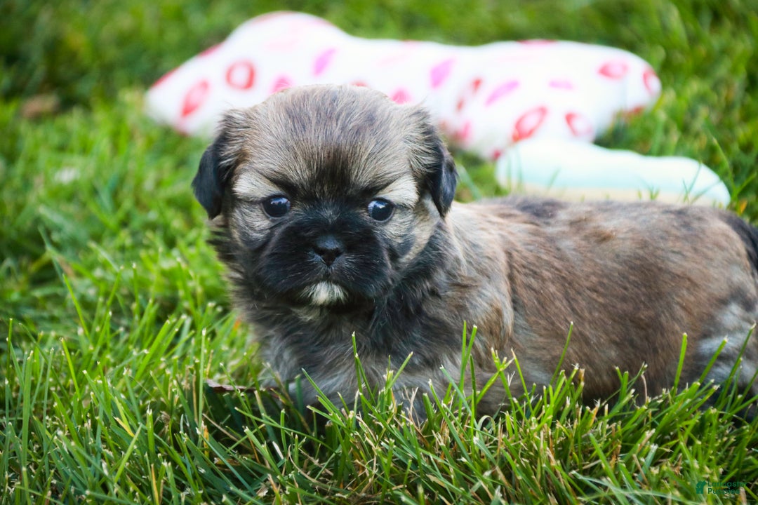 Shih Tzu dogs for sale: Shandy - Ad 7