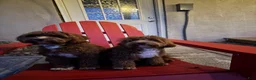 Cavapoo dogs for sale: Cavapoo 2 - Ad 4