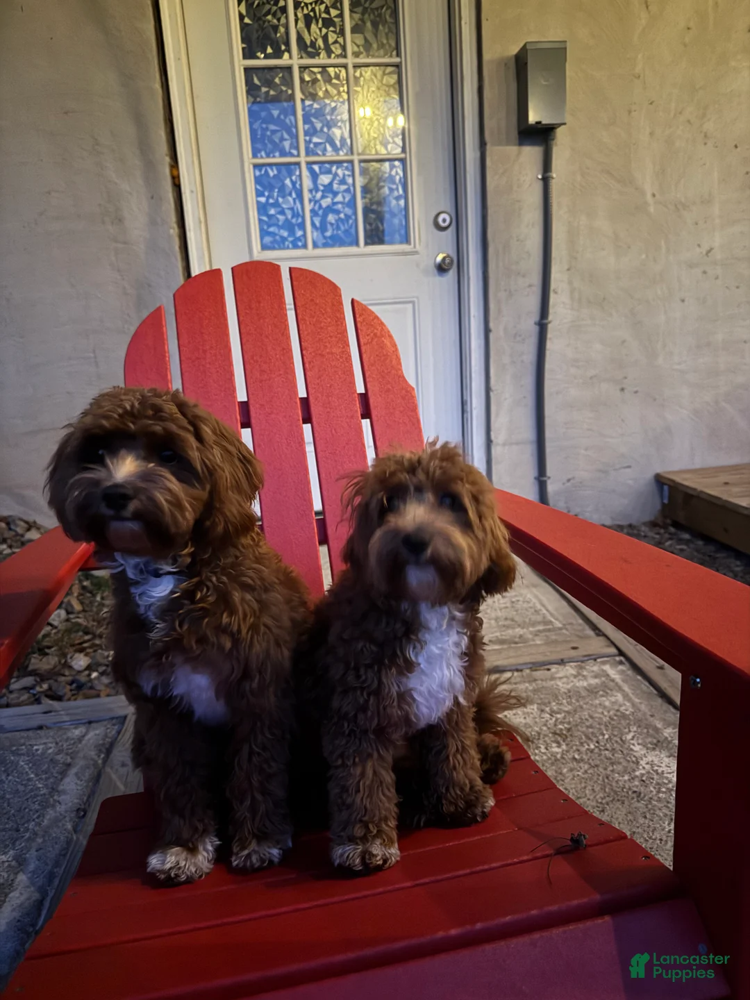Cavapoo dogs for sale: Cavapoo 2 - Ad 4