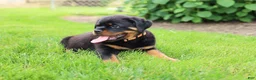 Rottweiler dogs for sale: Buck - Ad 1