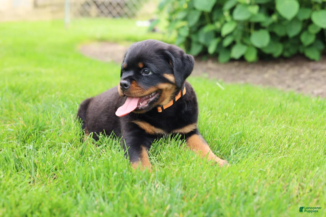 Rottweiler dogs for sale: Buck - Ad 1