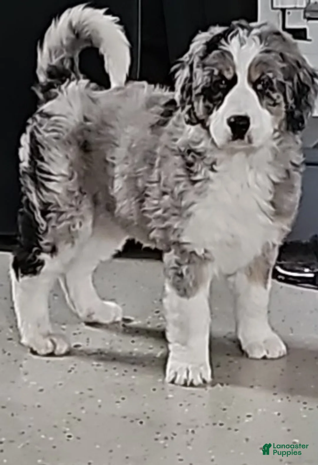 Mini Bernedoodle dogs for sale: Sadie bernedoodle blue merle genes  - Ad 11