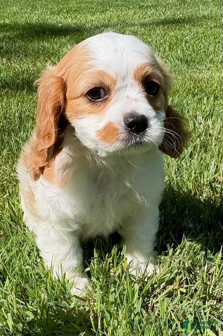 Cavalier King Charles Spaniel dogs Cavalier King Charles Spaniel Puppy 2 - Ad 1