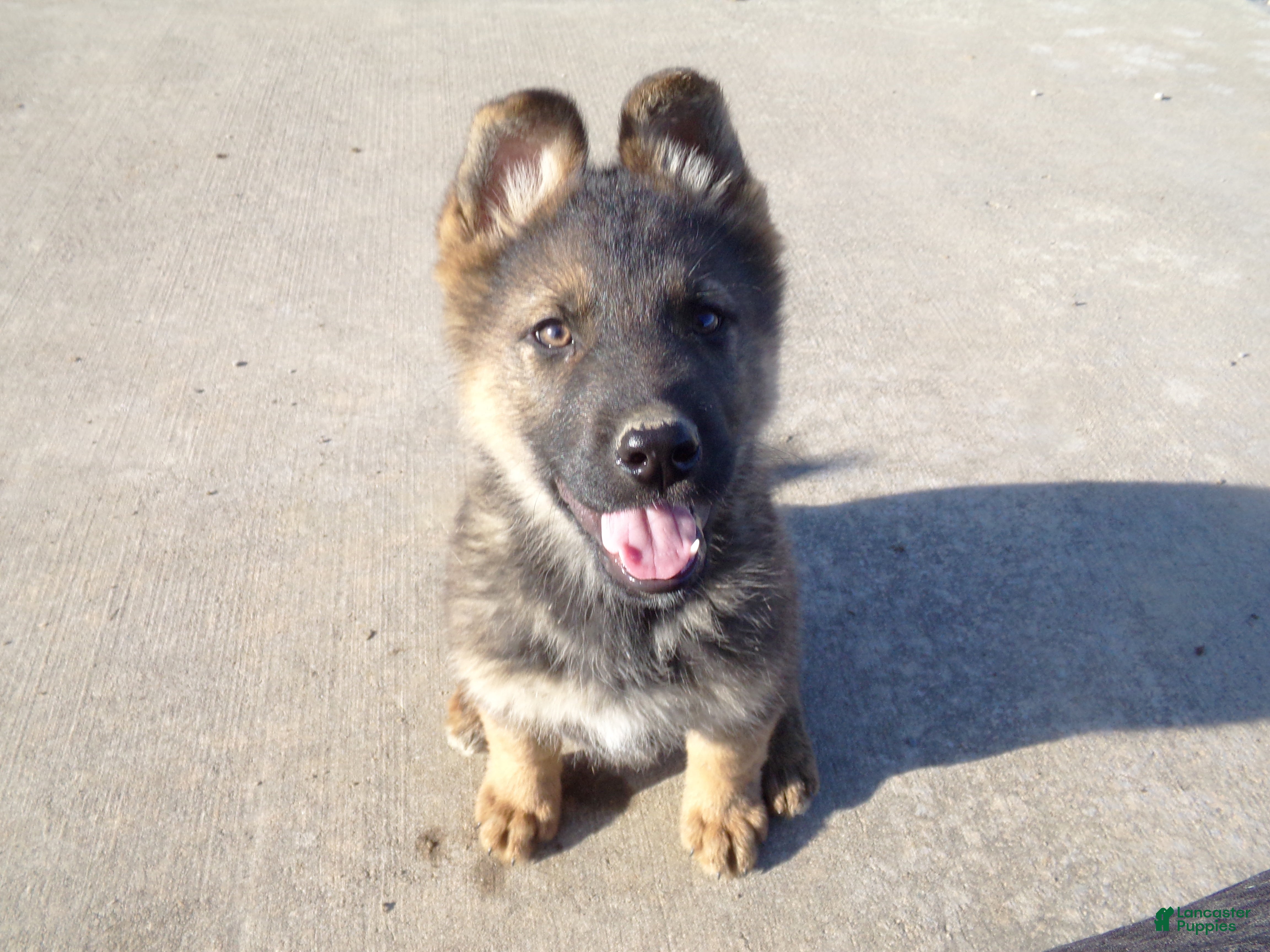 German Shepherd dogs Carter - Ad 1