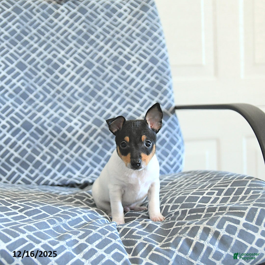 Toy Fox Terrier dogs for sale: Blake - Ad 5