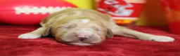 Goldendoodle dogs for sale: S'mores  - Ad 3