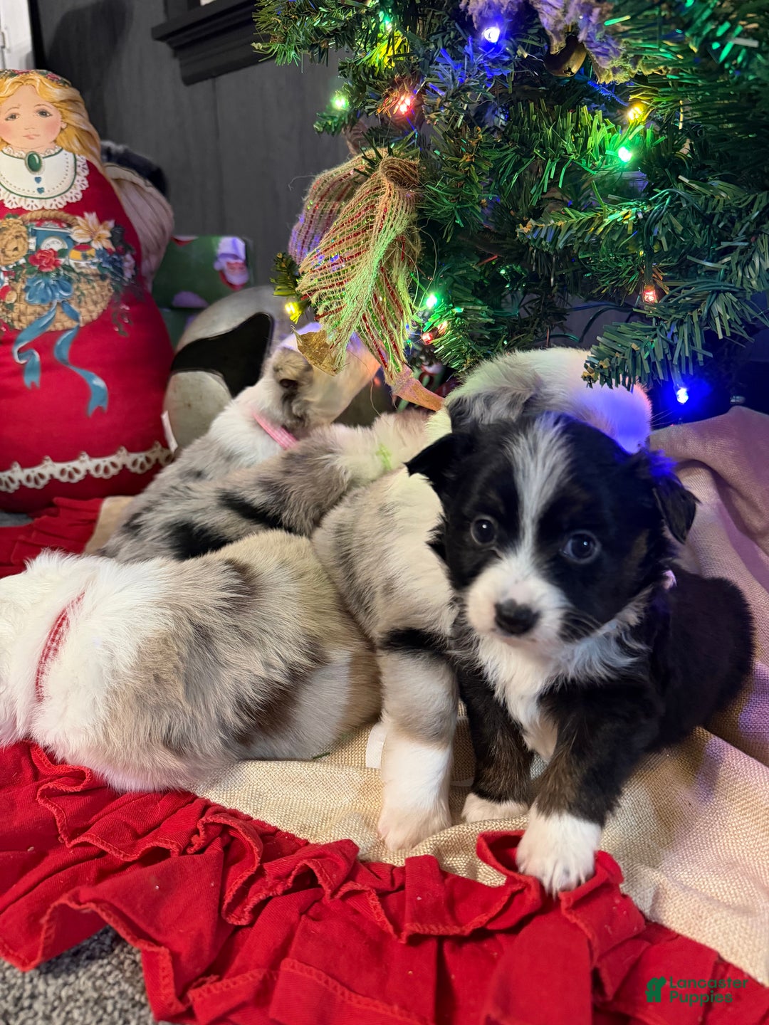 Miniature Australian Shepherd dogs for sale: MINT - Ad 4