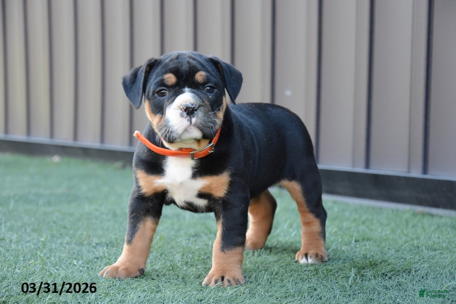 Olde English Bulldogge dogs Wyatt - Ad 1