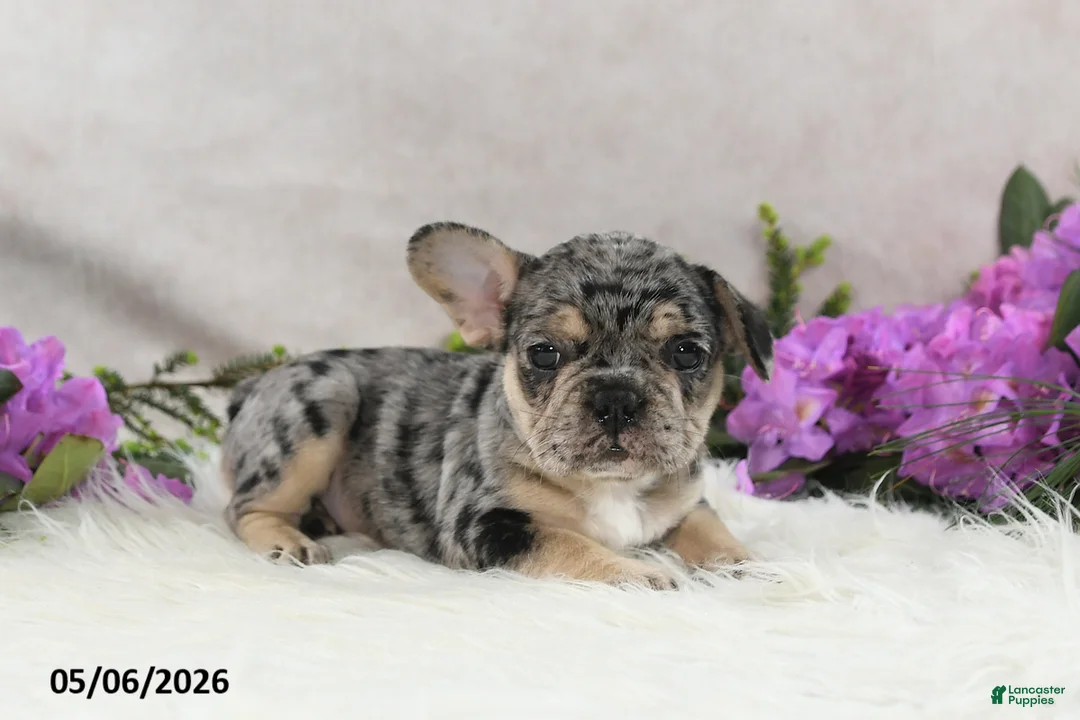 French Bulldog dogs for sale: Heather - Ad 1